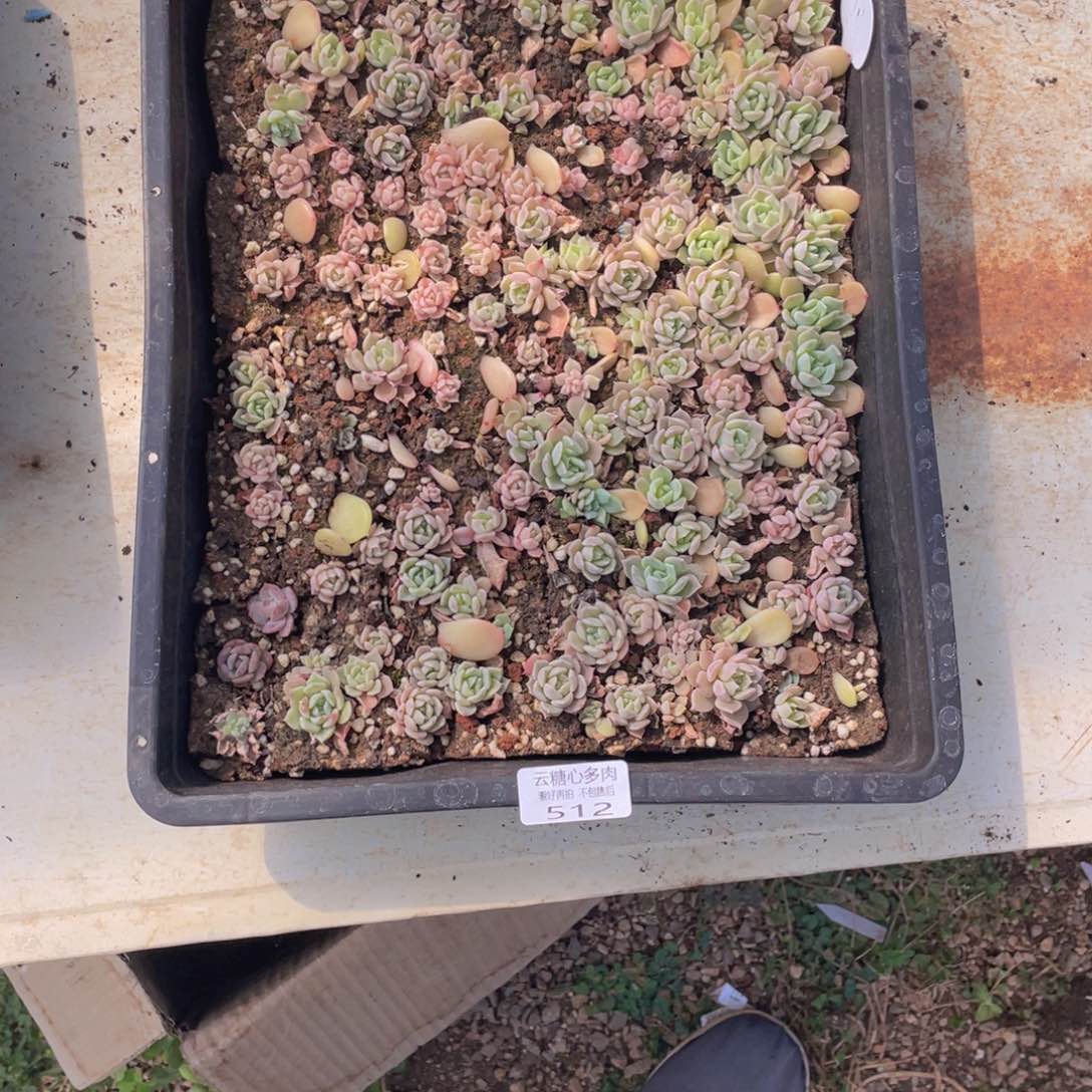 云糖心多肉植物512