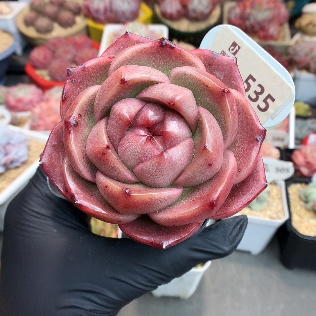 535 皮埃拉珍妮多肉