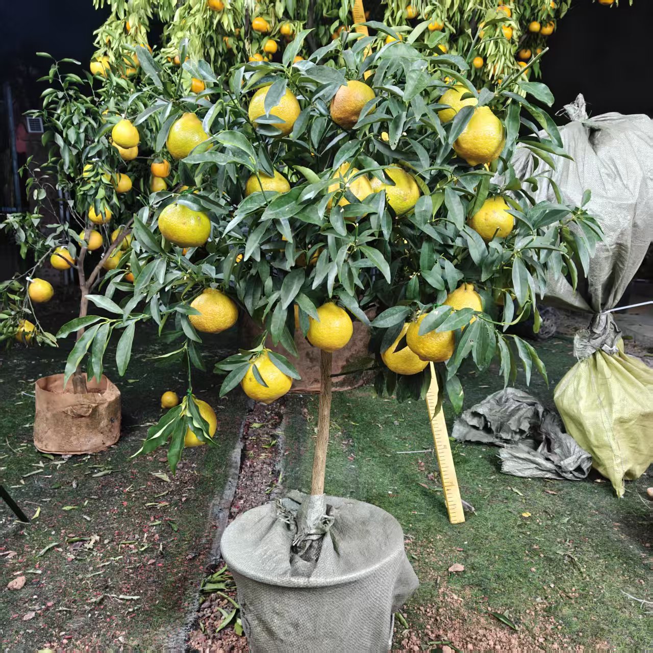 贡柚绿植室内室外阳台庭院都可放