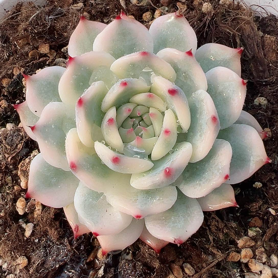 吉娃娃锦，覆轮锦