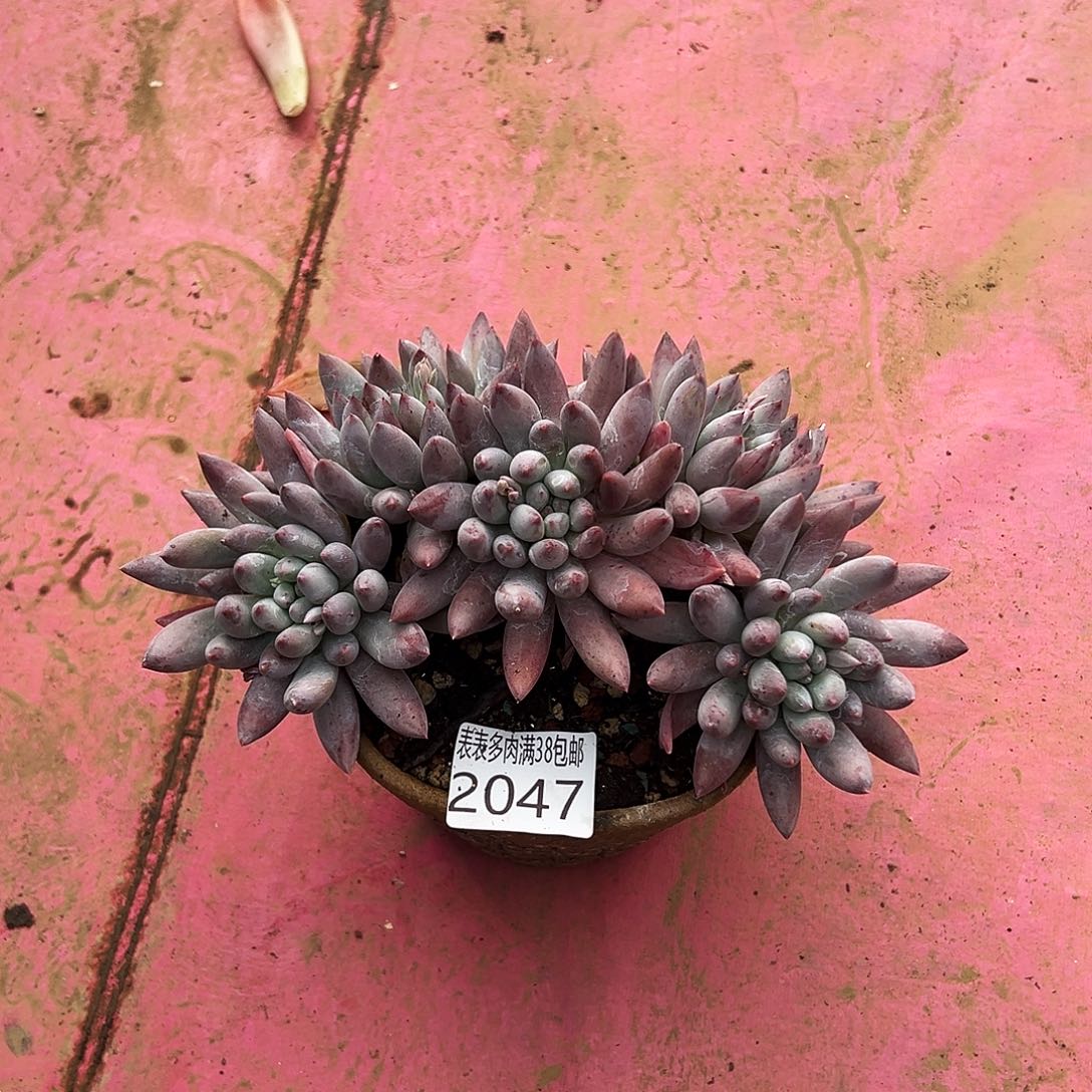 烈***心多肉一物一拍植物2047