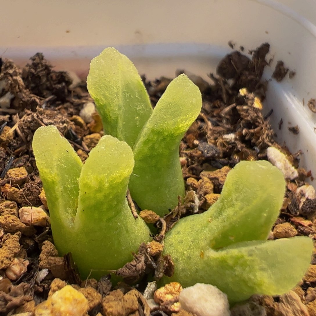 25多肉植物百科冰风铃1416.46