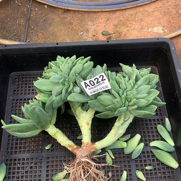 海洋之歌缀化 脸有伤 全场8折 延迟发货