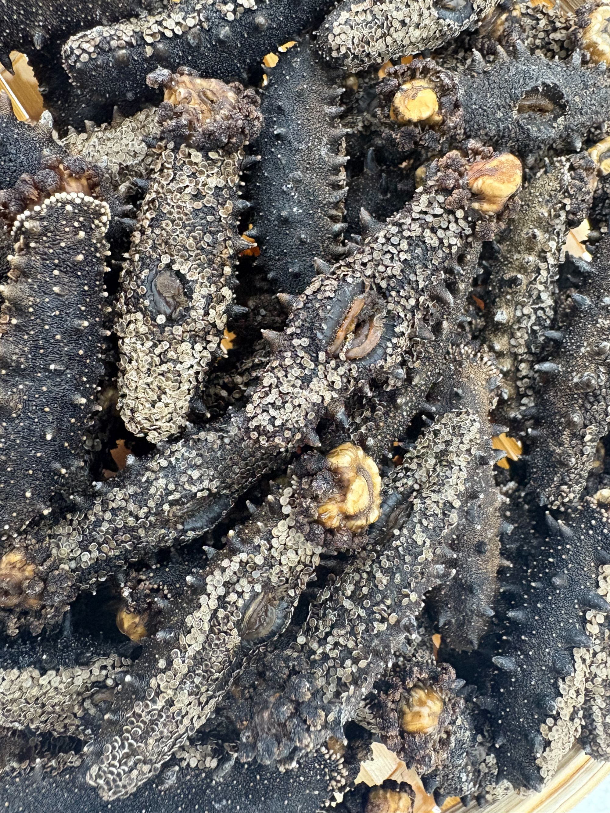 大连深水底播海参足干钝刺高品质（沙山）干海参高泡发  