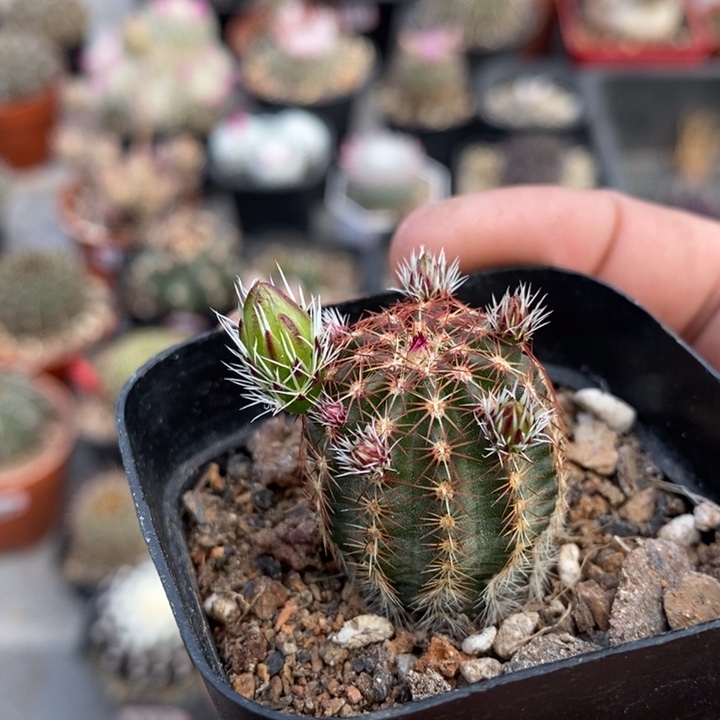 【闪购商品】青花虾