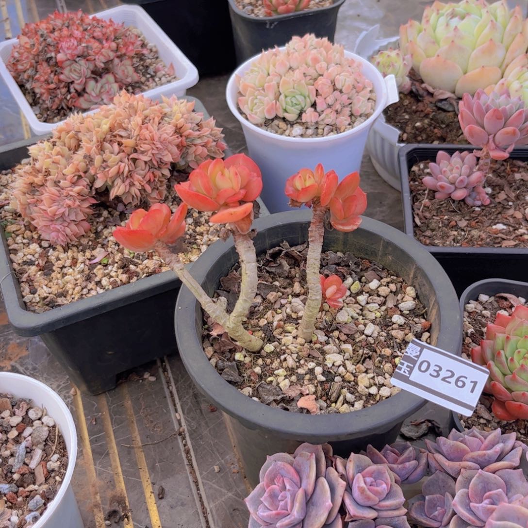 红梅多肉植物03261