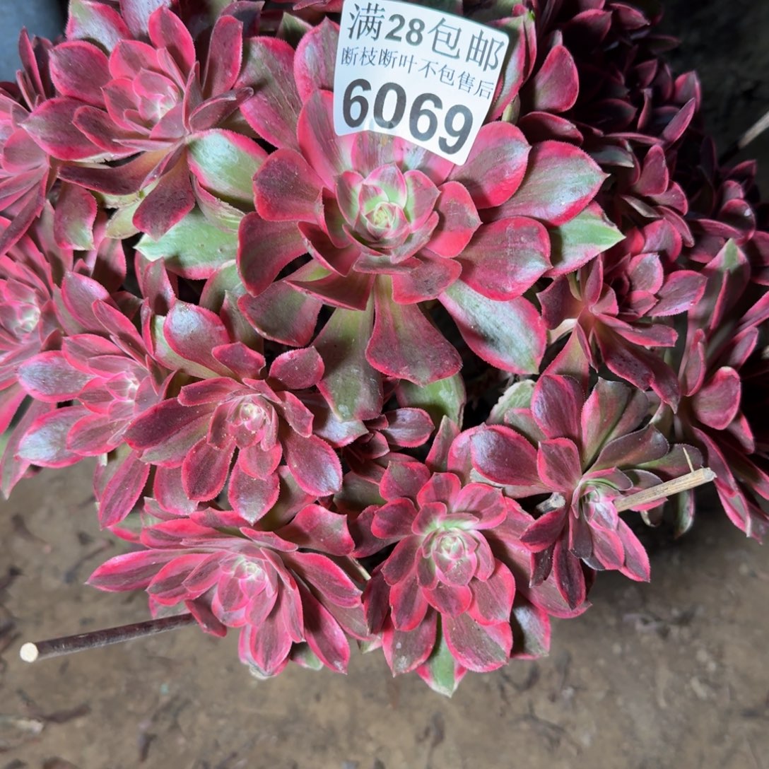 6069浣纱多肉植物