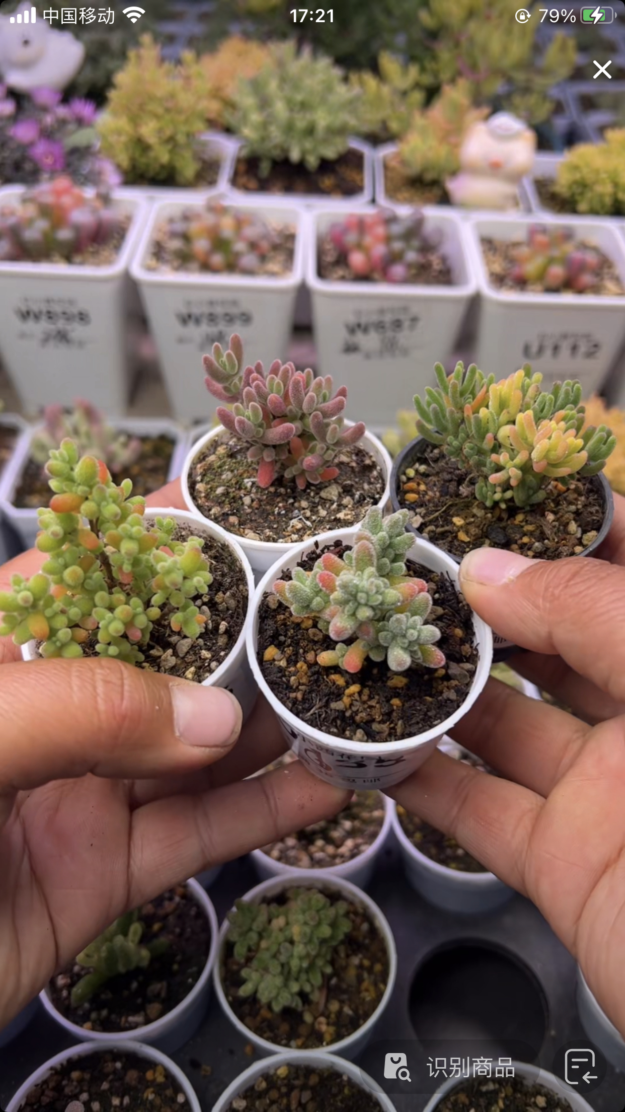 新手套餐-金桔冰晶红叶荧光兔锦-多肉植物枝干番杏