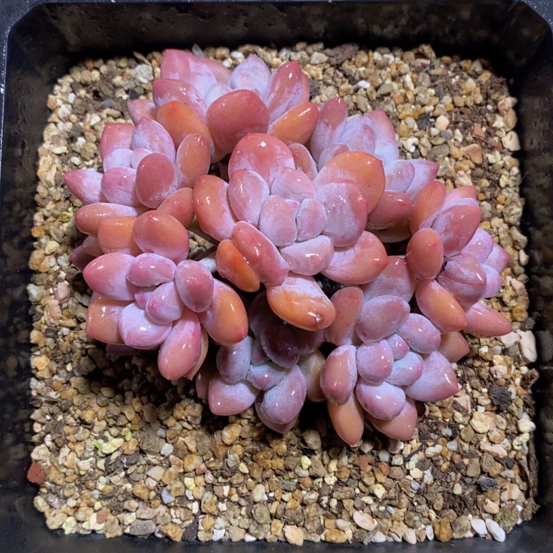 可问主播品种，下滑链接更多品种多肉选择