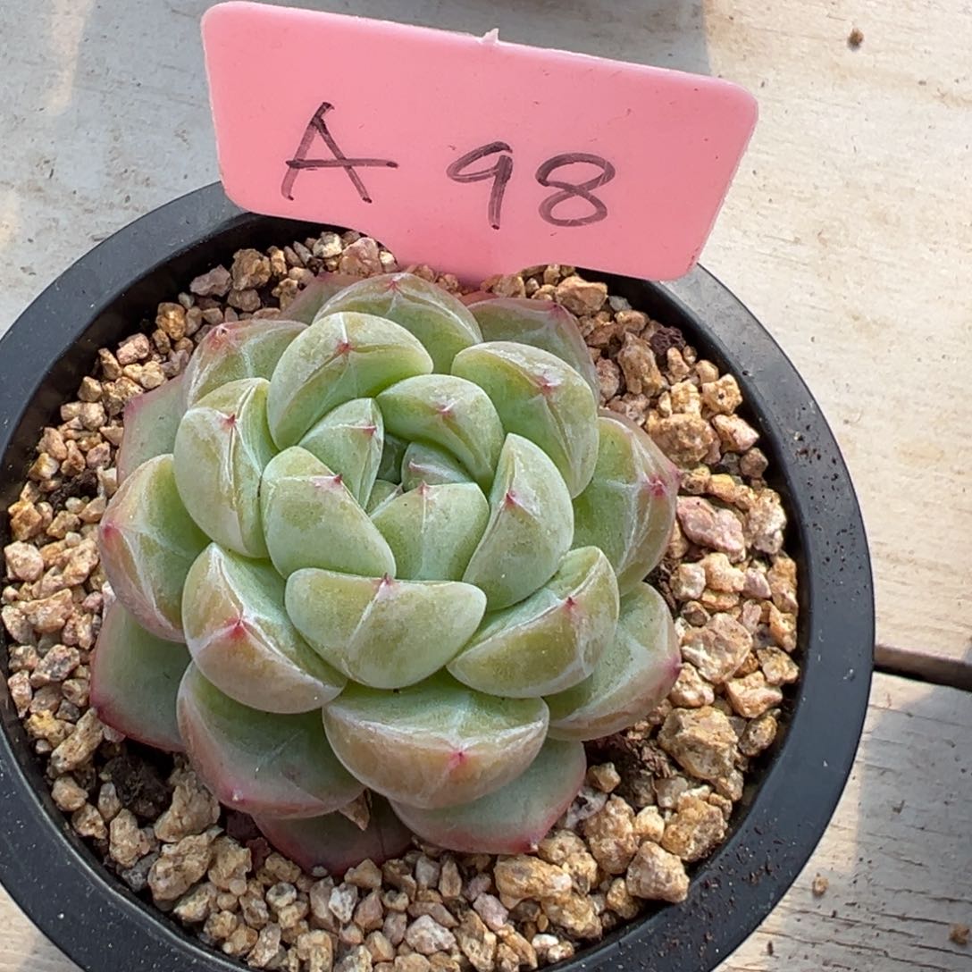 多肉植物一物一拍