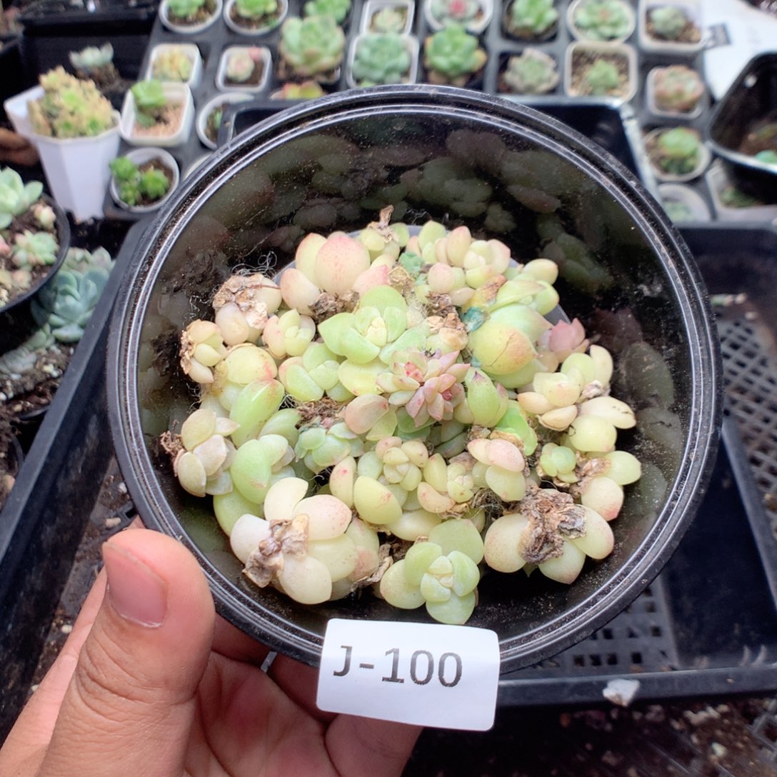 无花朵J100英语英语