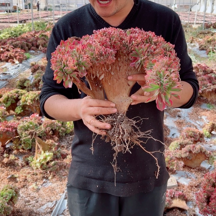 女郎醉话4号多肉法师