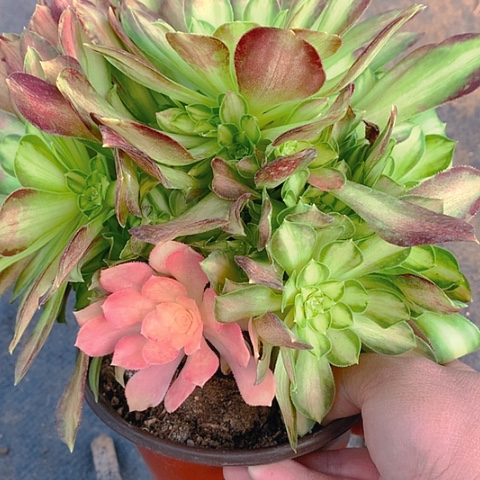 502韶华多肉植物