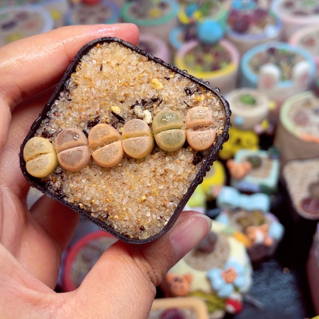 528. 56678456547746767