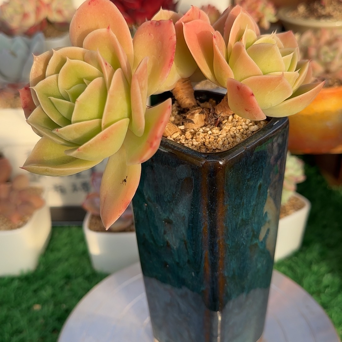 星娜塔不带盆土发货