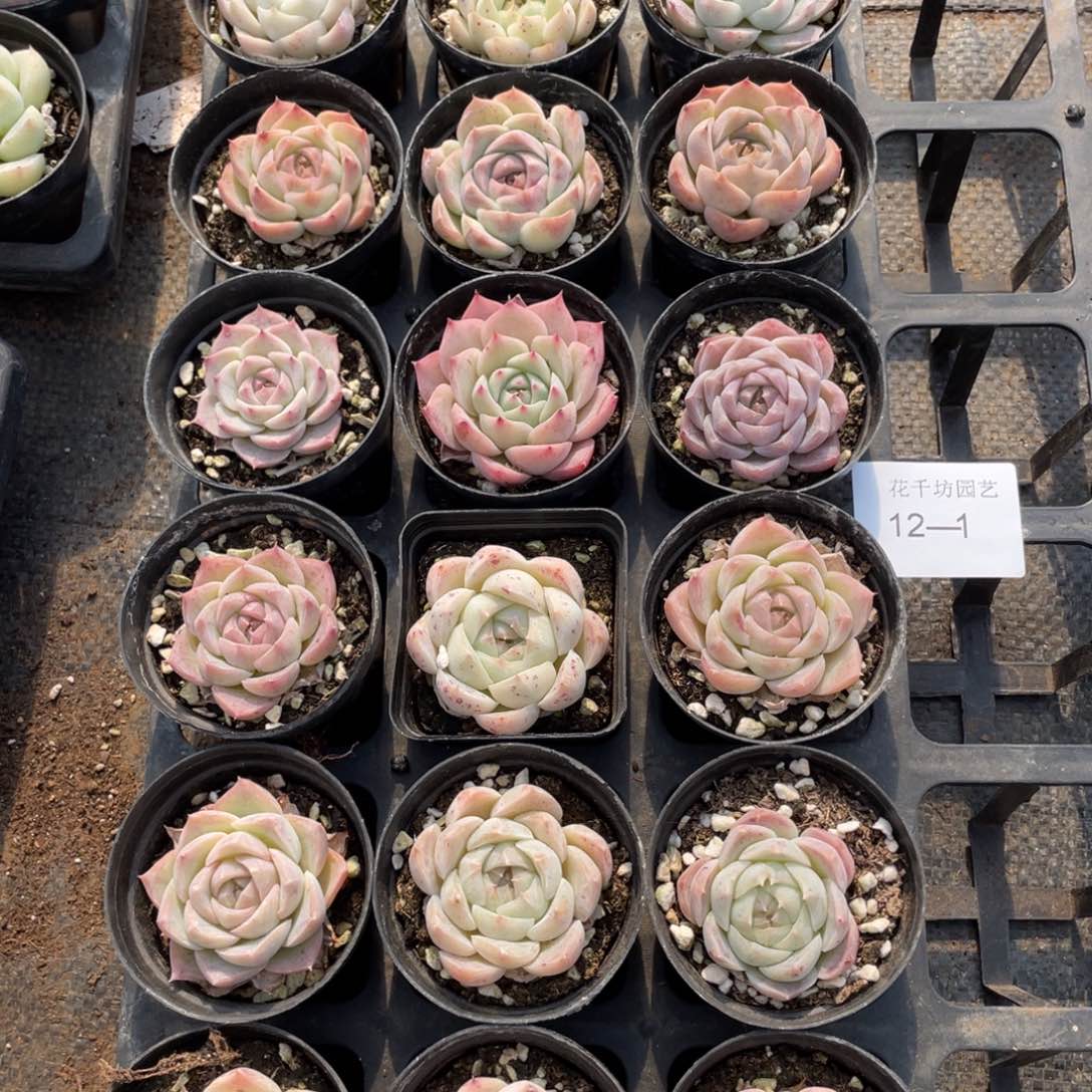 一物一拍18颗12-1