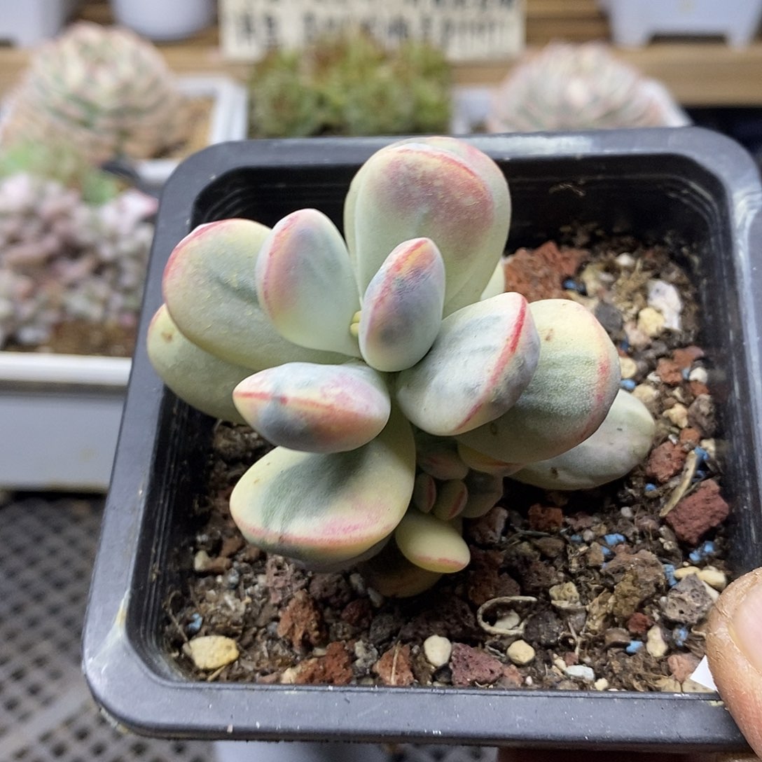 0241 乒乓福娘锦自然群 需延时发货