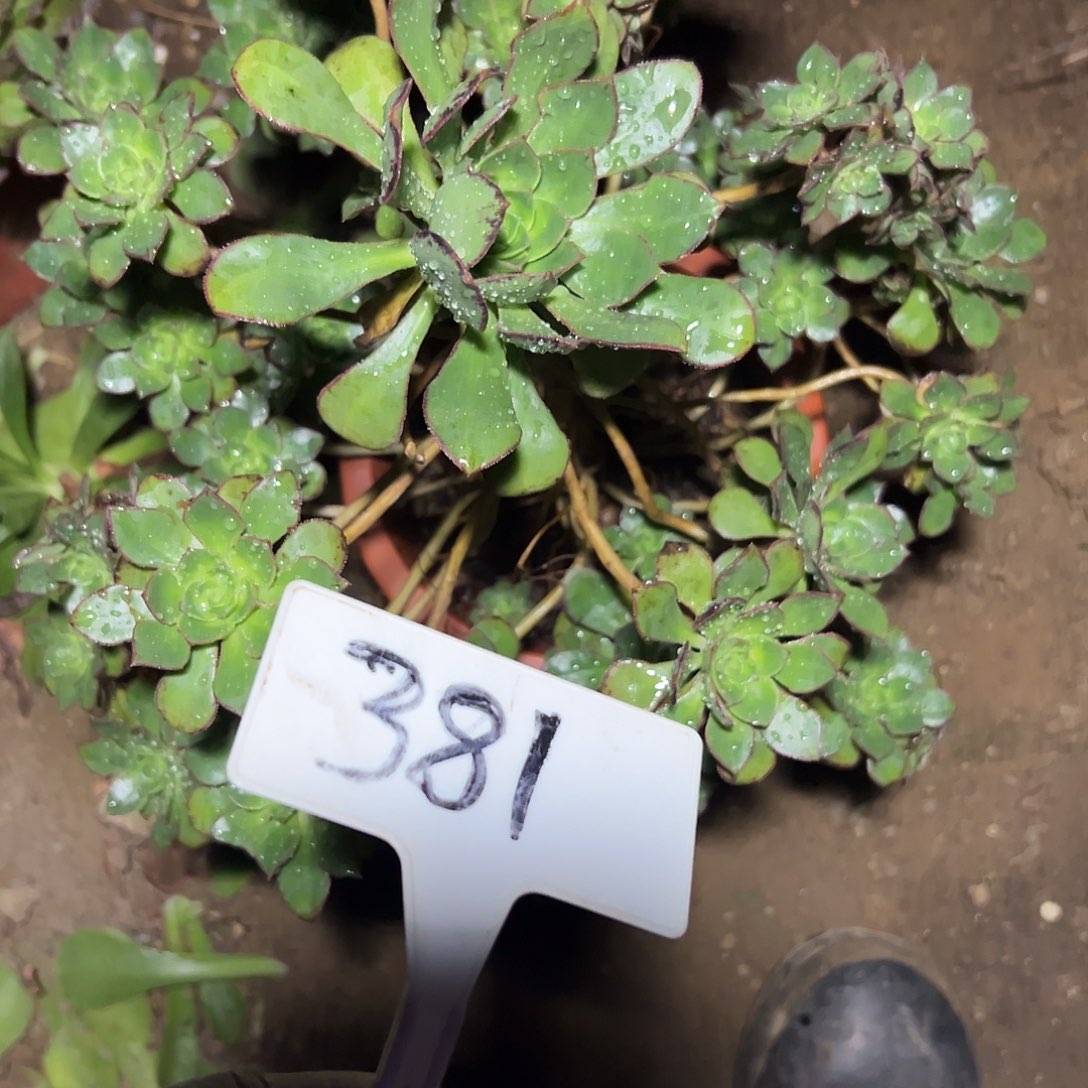 花***酱多肉植物清衣法师381