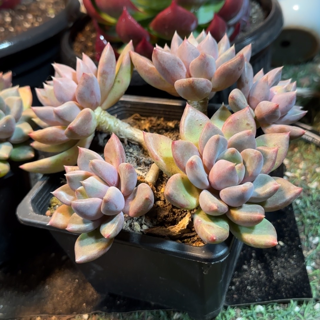 华***哥红象牙一物一拍包装收缩花旱