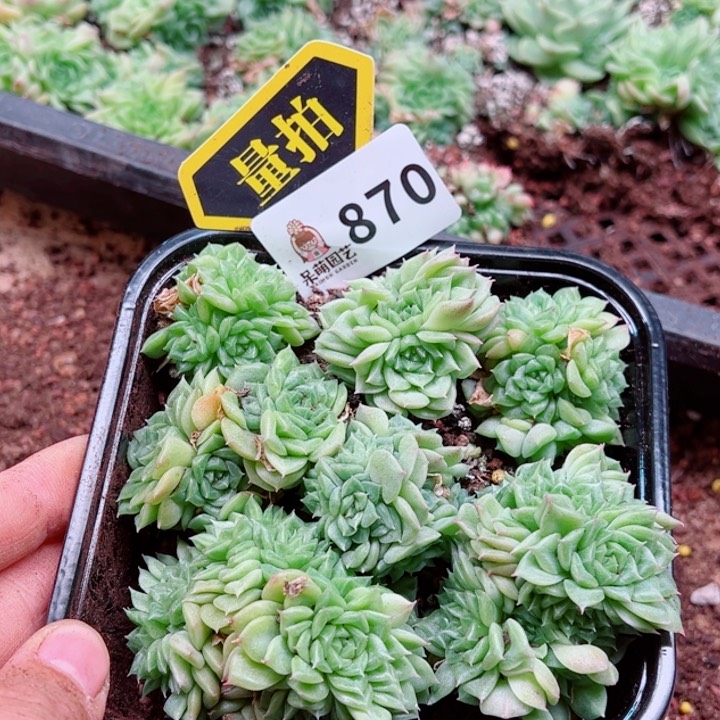 多肉植物多肉植物