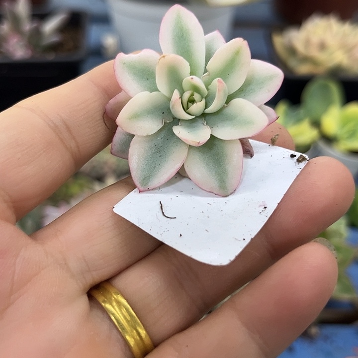 211奶油黄桃大锦边多肉植物