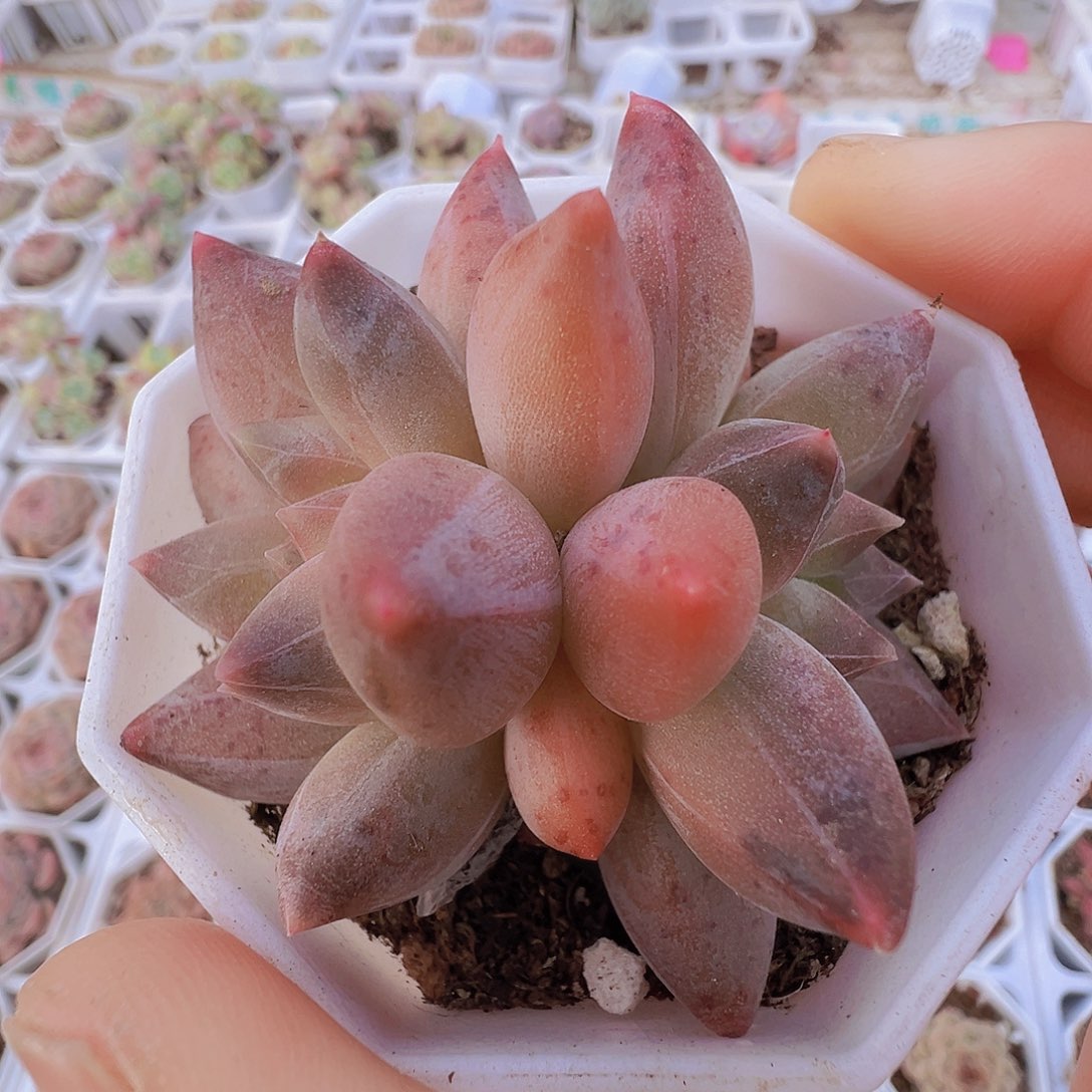 双头重楼19包邮多肉