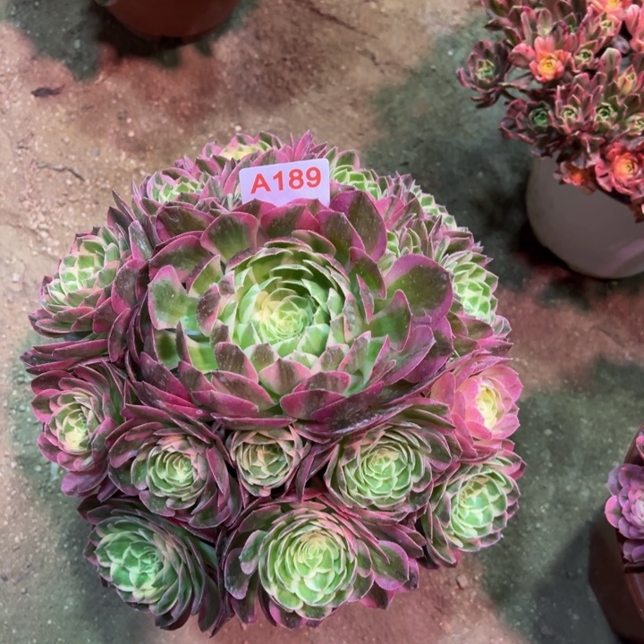 海王189多肉植物