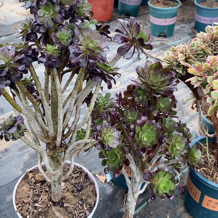 黑法12多肉植物法师法师