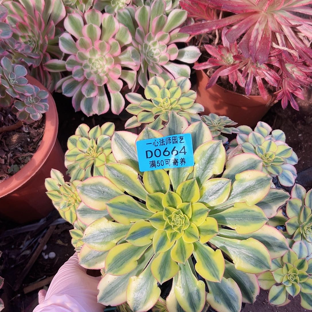 太阳神0664多肉植物