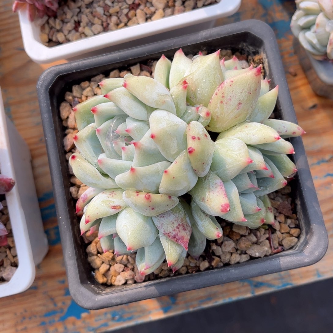 一物一拍：白拉糖群