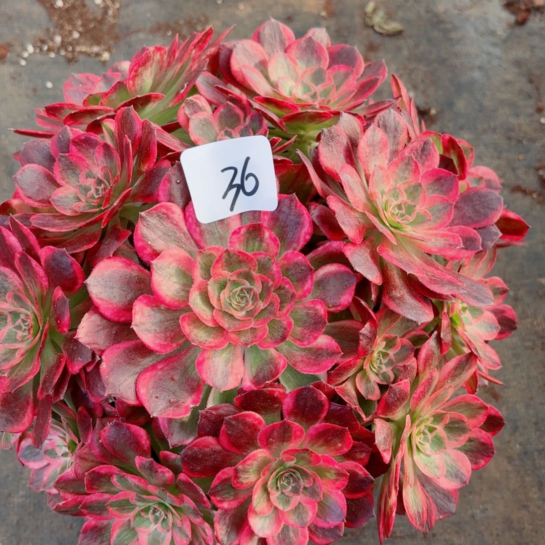 一物一一拍多肉法师36