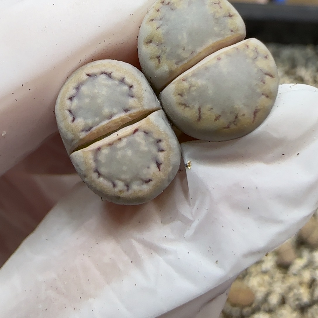 12.16.1621.6糖霜饼干.9034