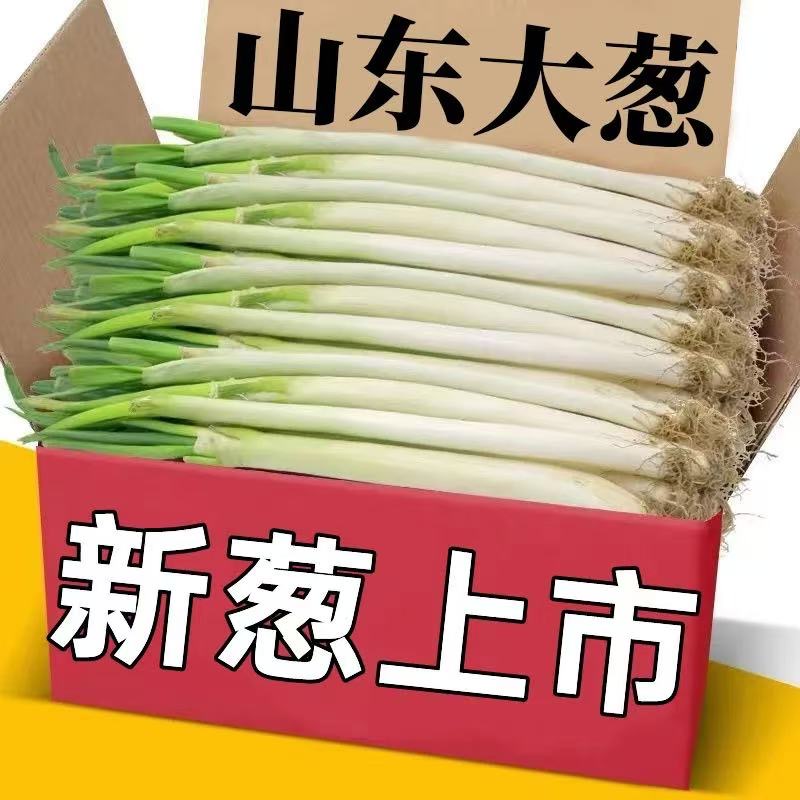 去叶大葱山东铁杆大葱新鲜脆嫩甜脆蘸酱产地直发