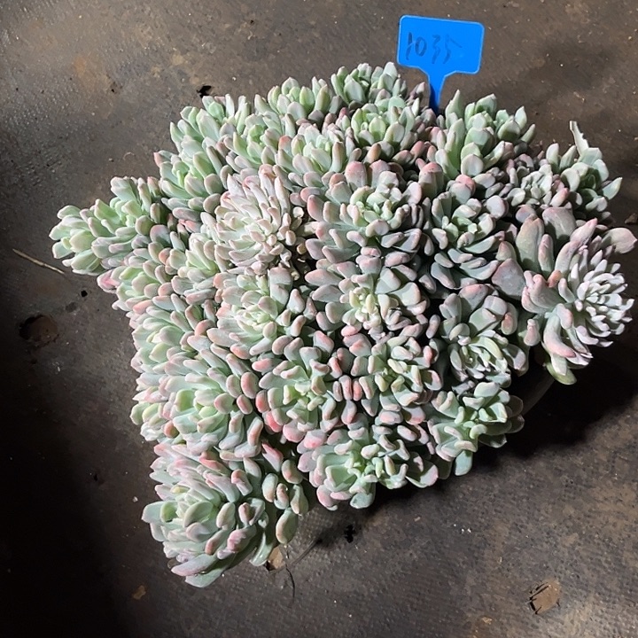 蜕***）000000000000000001035