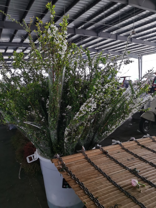 开花雪柳 1米-1.2米 云南直发