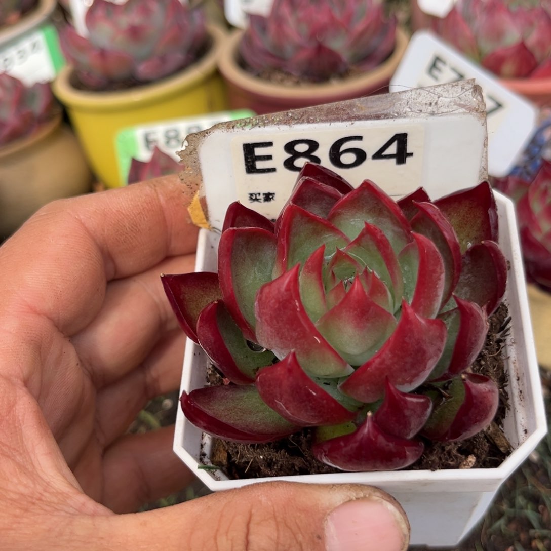 惊鸿一瞥864号多肉