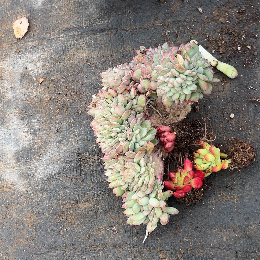 樱桃多肉植物坠化一颗 三颗小多肉