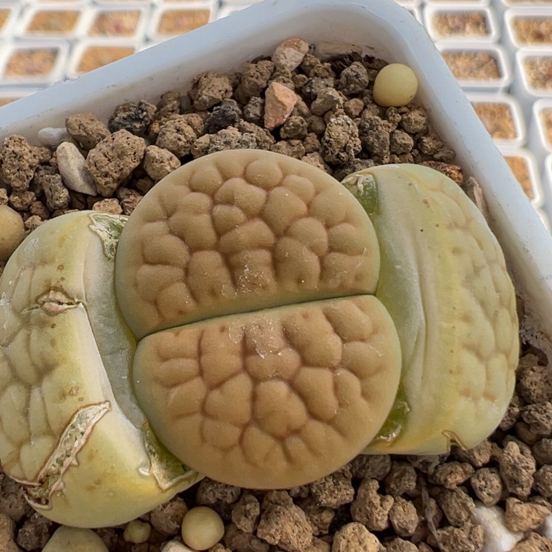 180多肉植物百科知识