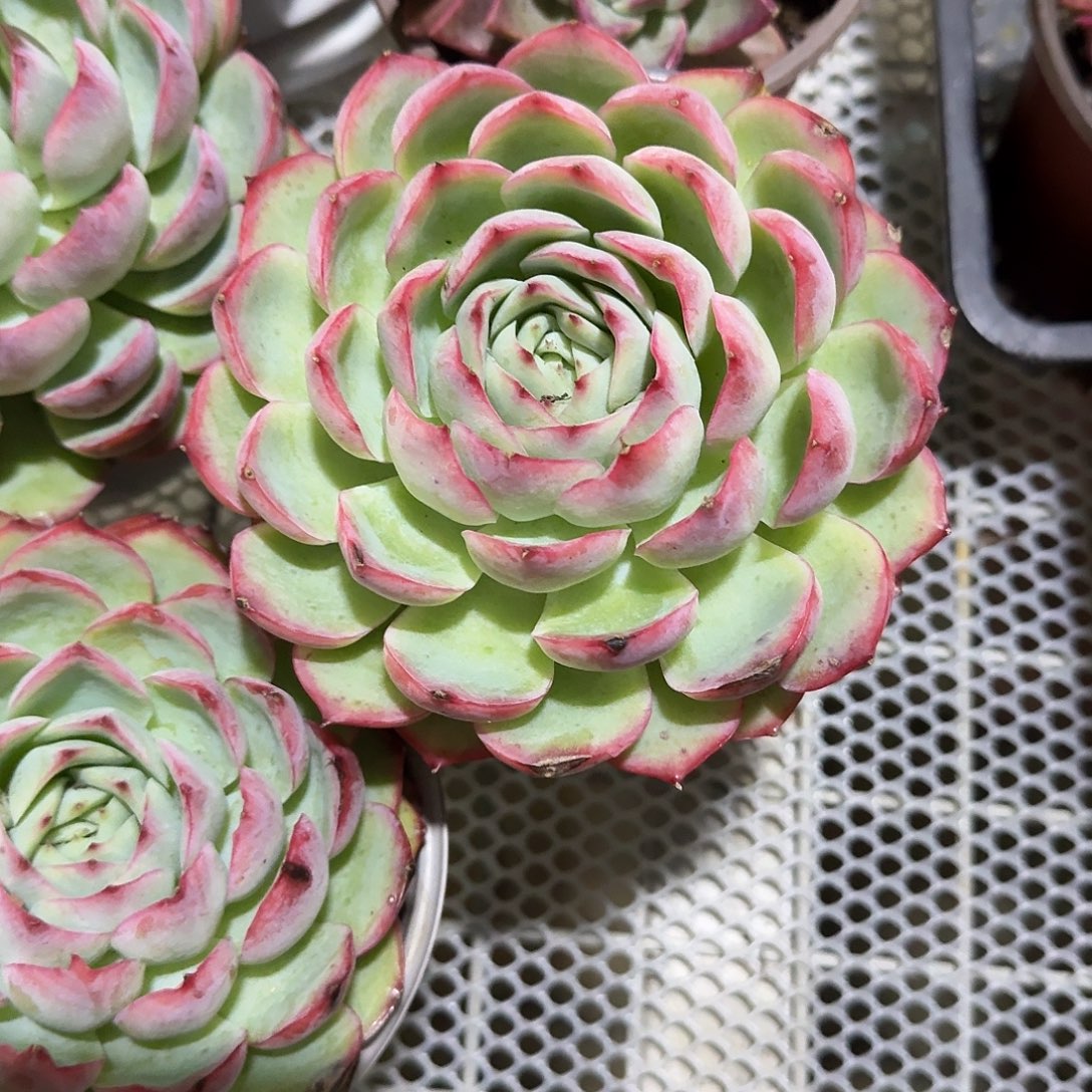 法兰西玫瑰多肉植物精品