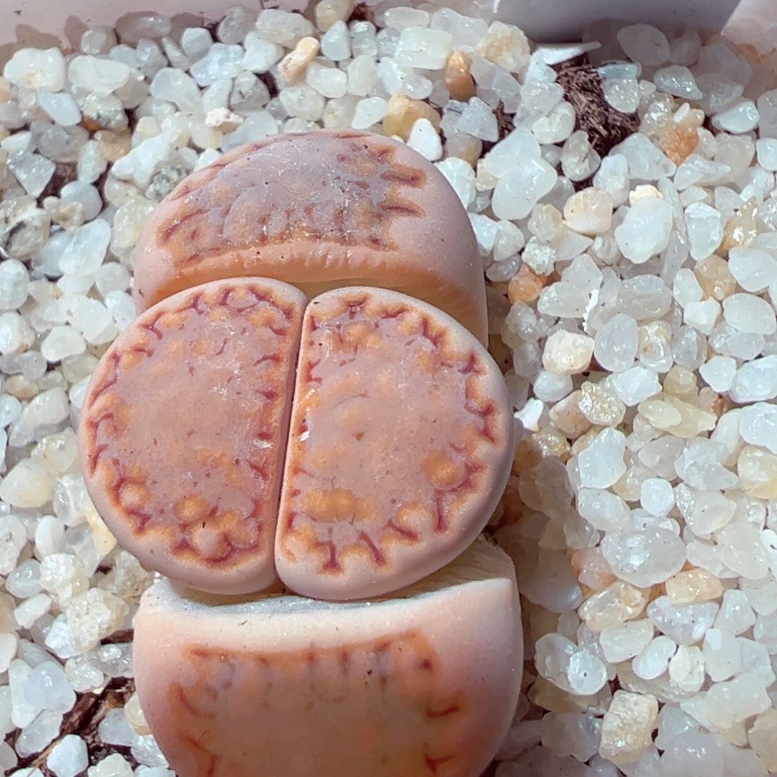 305-418多肉饼干多肉