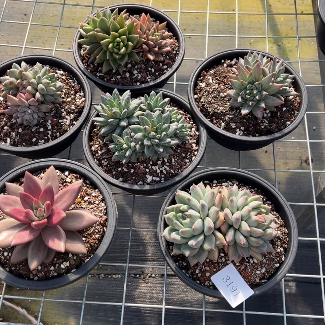 云*3191一筐不包整肉肉肉肉肉肉