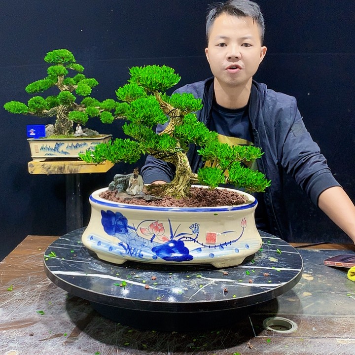 无花朵嗨忠盛园艺黄杨盆景