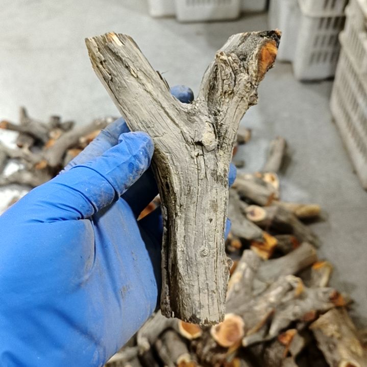 用***3香榧木崖柏原叉崖柏原叉崖柏