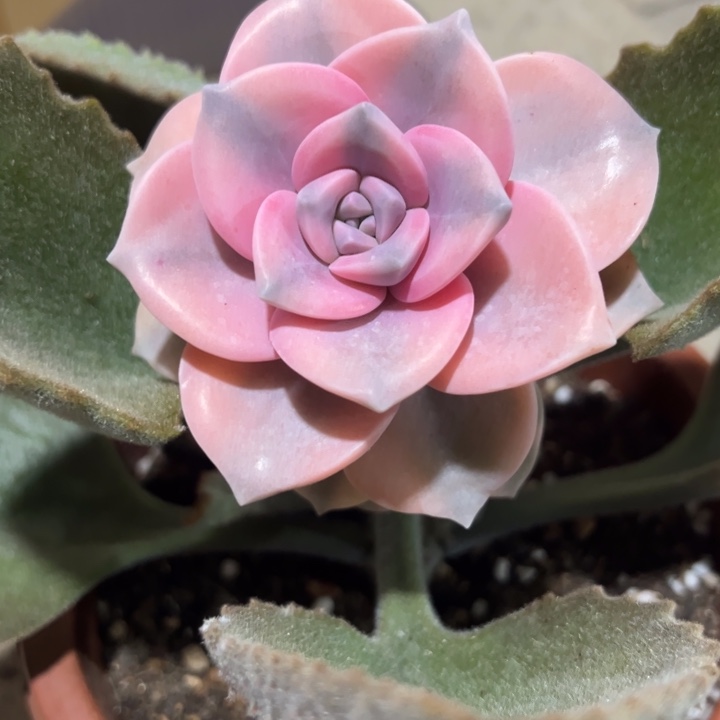 *****粉紫乐锦带架木发货