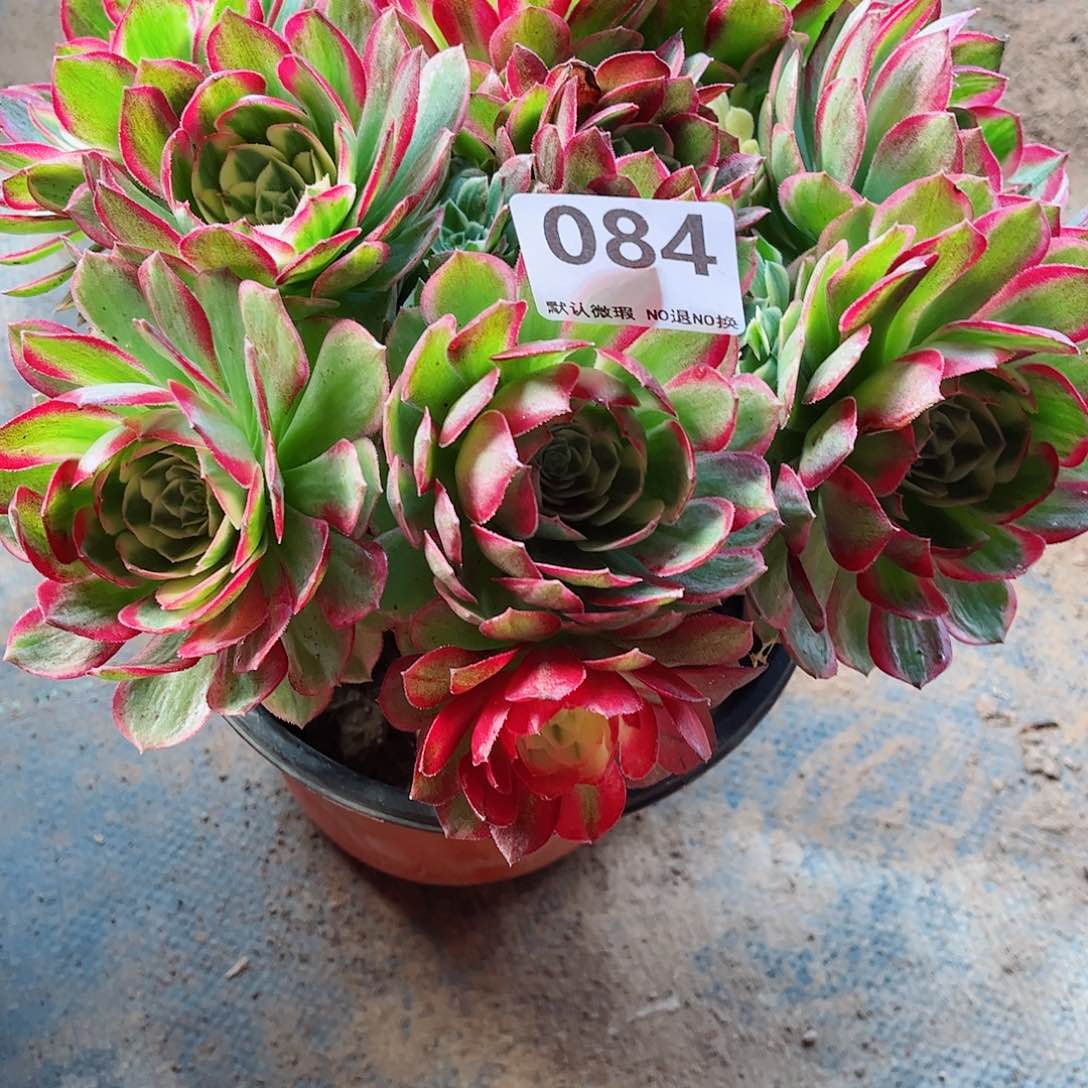 无花朵多肉植物084