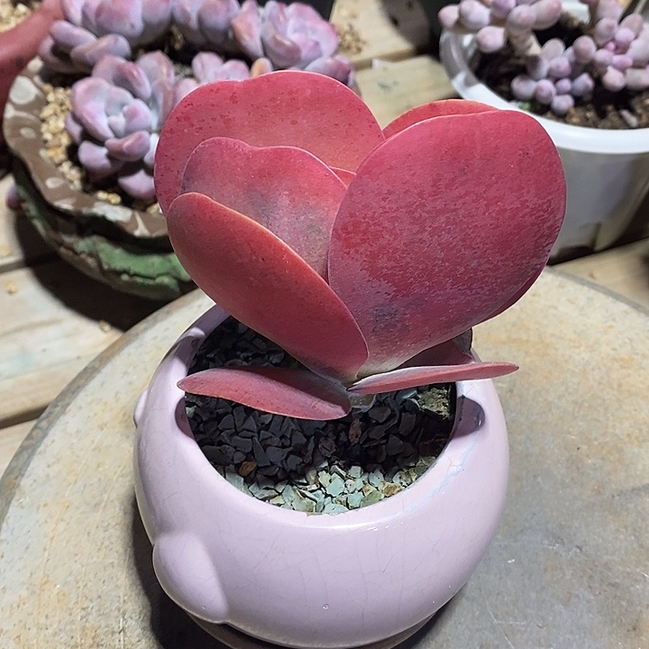 胭脂精品多肉唐印009