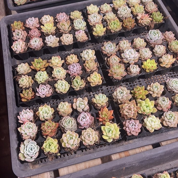 新品105孔15颗穴盘随机量拍