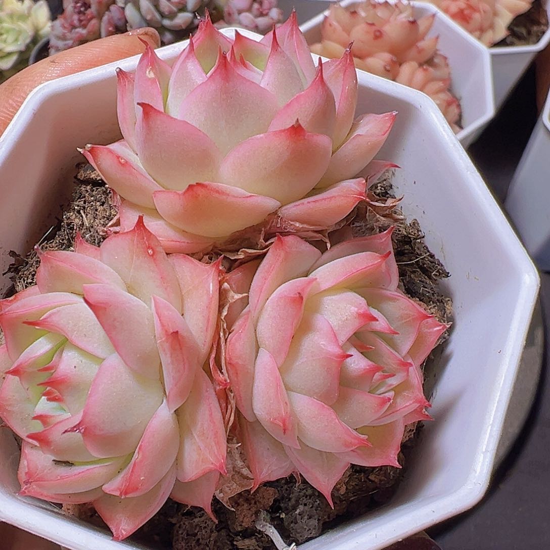 格*新品，多肉植物