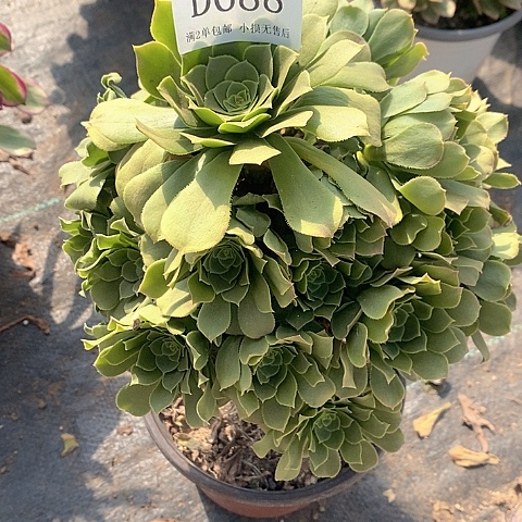 688路羊绒多肉法师