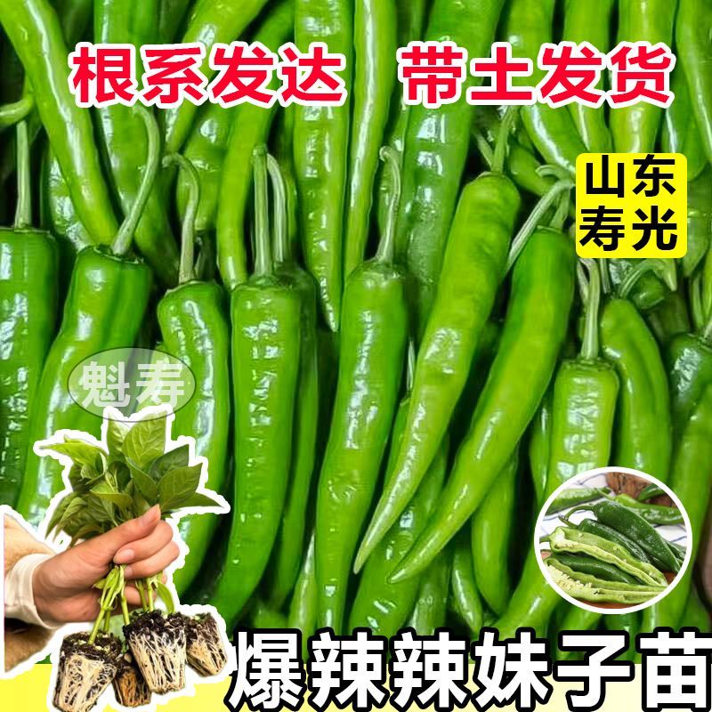 辣妹子辣椒特辣种苗青红两用高产薄皮辣椒苗阳台盆栽庭院四季种植